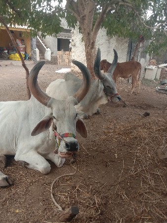 બડધવેચવાનાછેહાલવાનાસારા