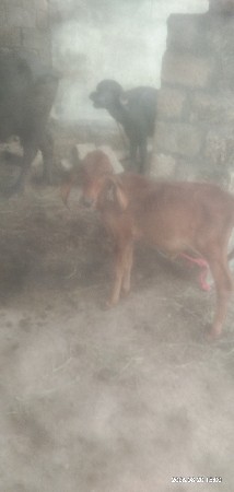 આ બેય વાછડી મફત આપવાનીછે