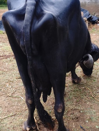 ભેંસ વેસ્વાની સે