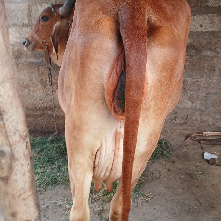 સાવ સોજી ગાય છે