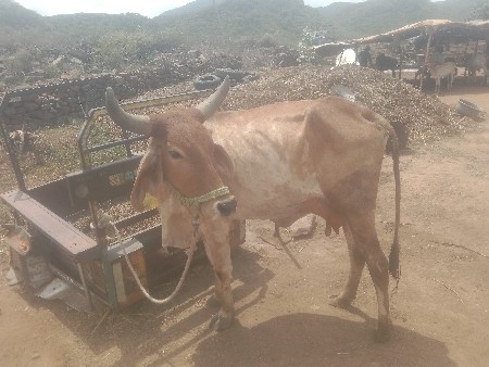 વેચવાની છે