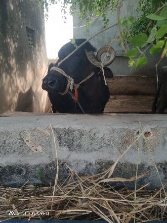 ભેંસ વેચવાની છે સોથો વેતર