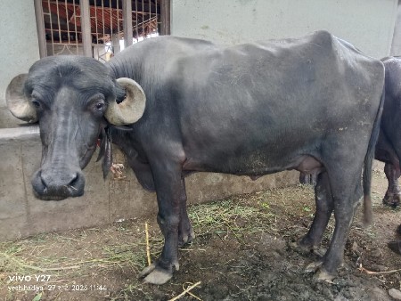 ભેંસ વેચવાની છે