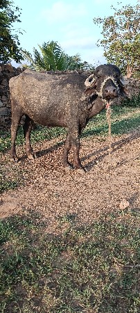 ખડેલા