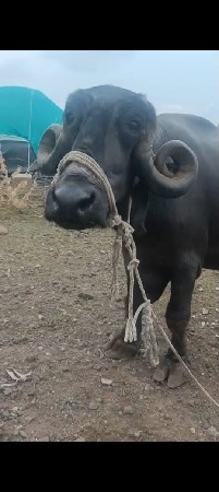 2 ભીસો વેચવાની છે