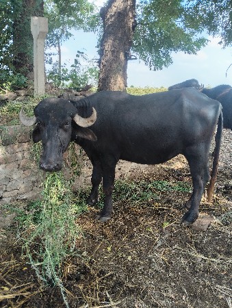 3 ખડેલીયુ વેચવાની છે