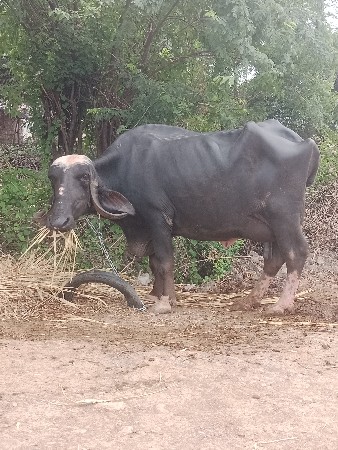 બીજું વેતર