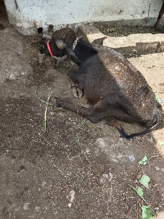 bekhdeli