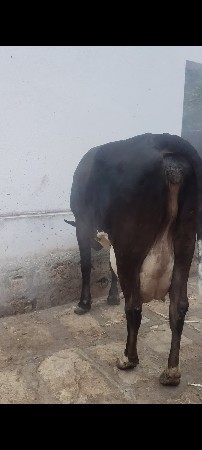 ગીર ક્રોસ