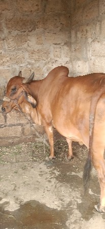 ગાય વેચવાની છે 10 દીવસ નીવાર સે