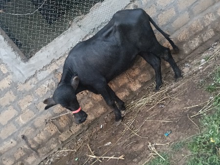આ પાડી વેચવાની છે