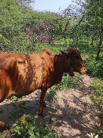 પેલું વેતર
