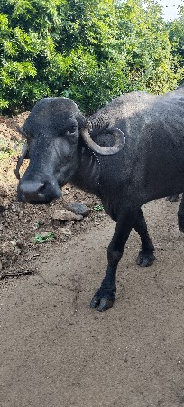 આઠ મહિના ગાભણી