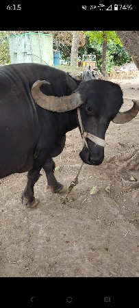 ફુલ જવાબદારી
