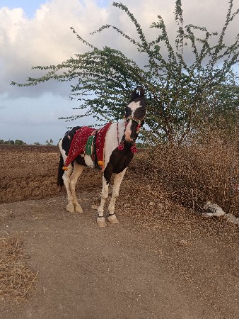 ghoodi 12 varas sa ni