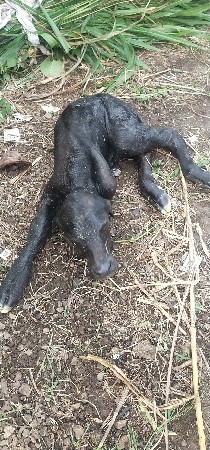 પાડો
