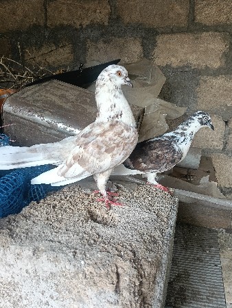 જોટો