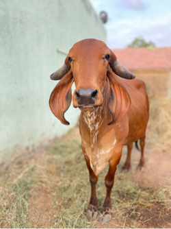 ઓરિજિનલ ગીર ગાય 
4 મહિનાની ગાભણ ગીર ગાય