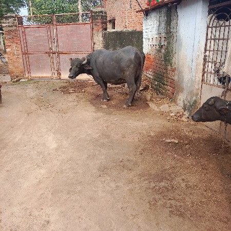 ભેંસ વેચવાની છે.
