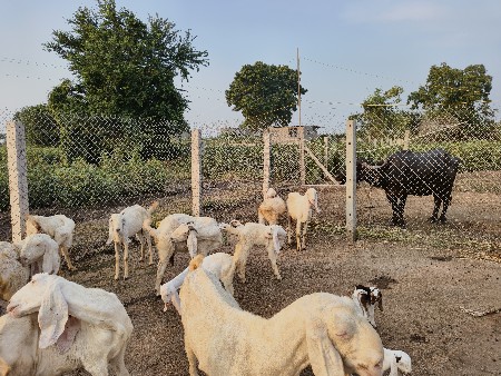 ગુલાબી સોજત નસલ ની બકરીઓ