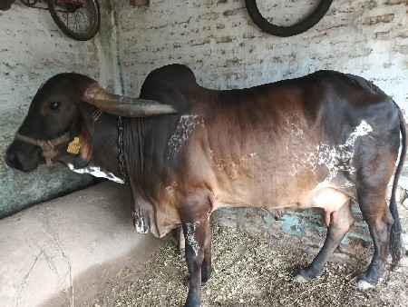વેસવાની છે