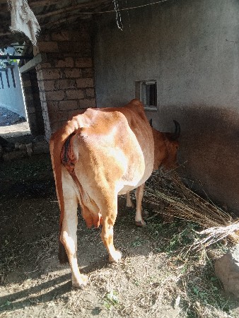 ગાય વેસવાની છે