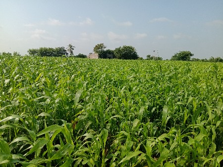 જુવાર લીલી વેસવાની છે ૯વીધાનીછે