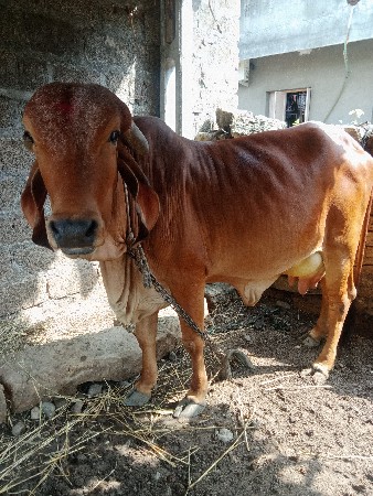 ગીર ગાય વેચવા ની છે
