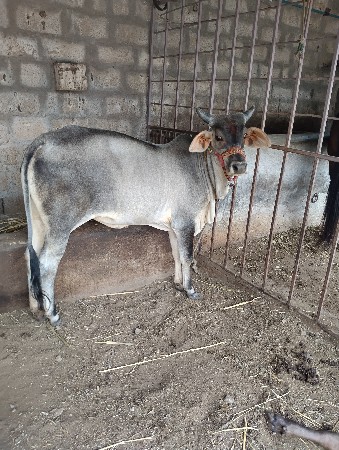 કાંકરેજ વાછડી વેચવાની છે