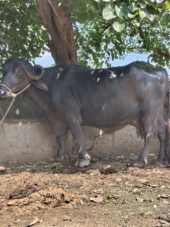 ભેસ વેચવાની છે