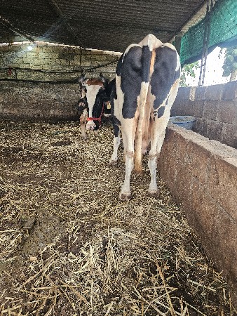 ત્રણ ગાય વેસવાની છે