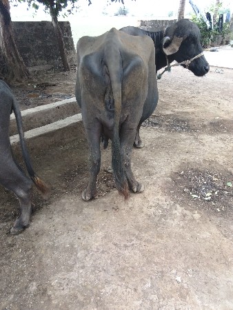 ભેંસ વેચવાની છે