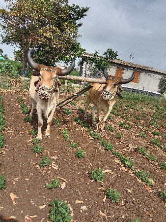 બળદ વેચવાના છે
