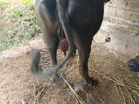 ભેંસ વેચવાની છે