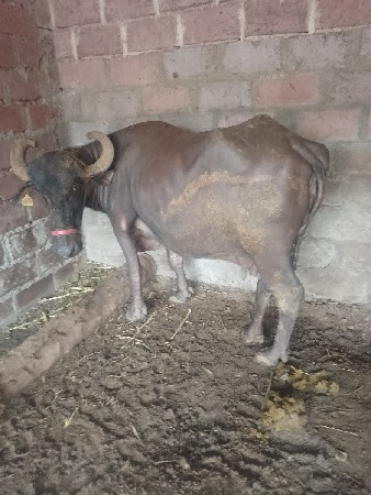 ભેંસ વેચવાની છે