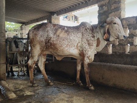 2 ગાય વેસવાની છે