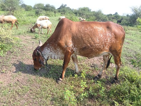 ગાય