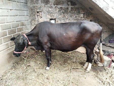 એચ એફ ગાય વેચવાની છે