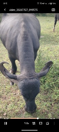 4 વેતર