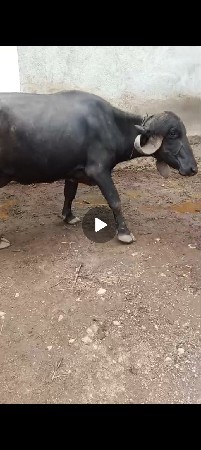 જાફરાબાદી ભેંસ