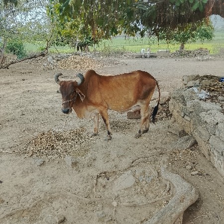 આ ગાય વેચવાની છે