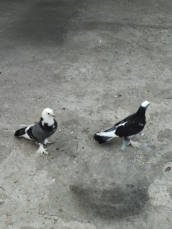મુખી અને દોબાજ કબૂતર દેવના છે.