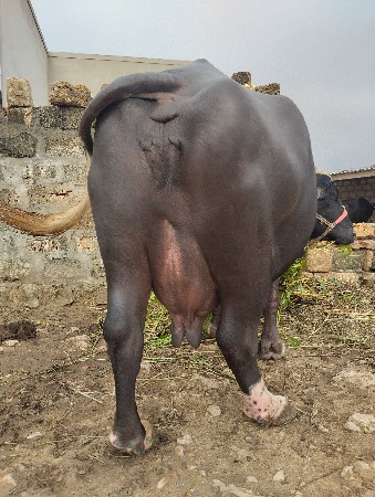 ભગર ભેંસ વેચવાની છે 8/10દીવસ ની કાચ