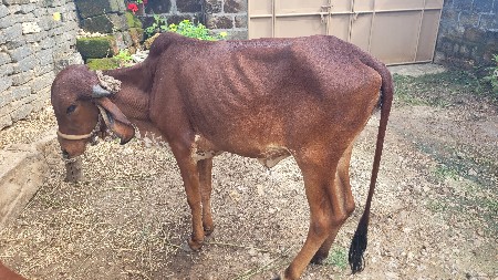 વાછડી દેવાની છે