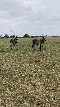 ગોડલા વેચવાના છે