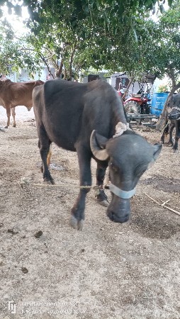khadeli