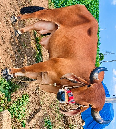 દેશી ગોધલા. વહેંચવાના છે..