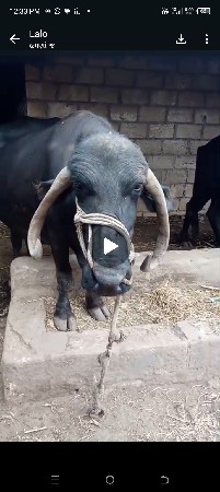 ભેંશ. વેચવાની. છે   3. વેતર