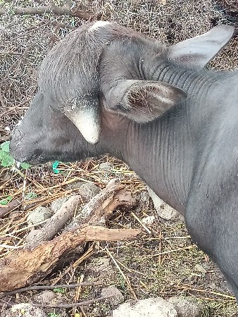 પાડો