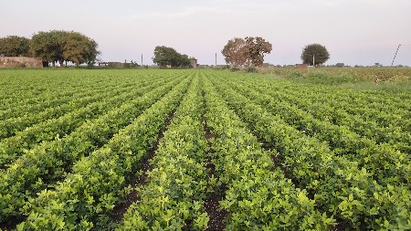 ખડેલુ